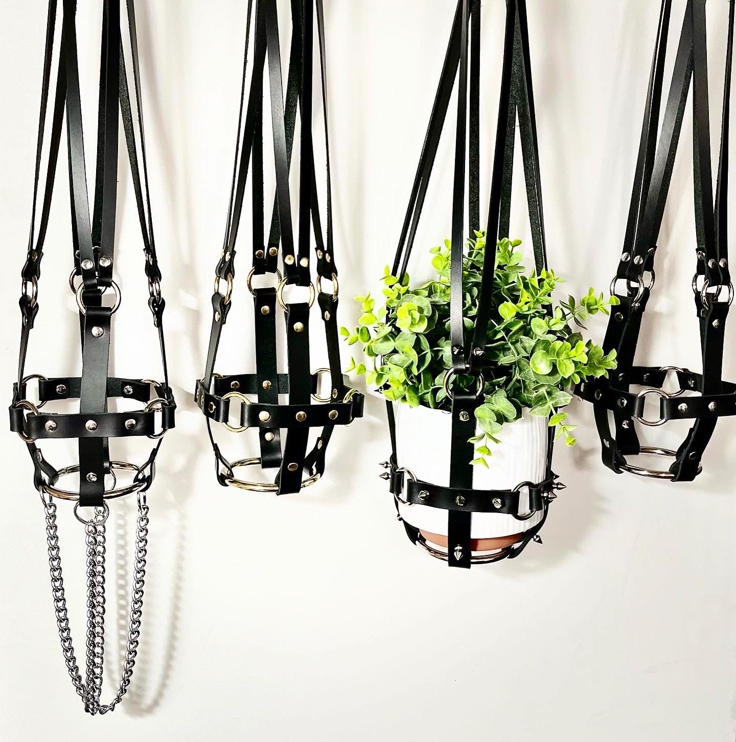 Leather Daddy plant bondage plant bdsm sexy plants  Puritan Candy