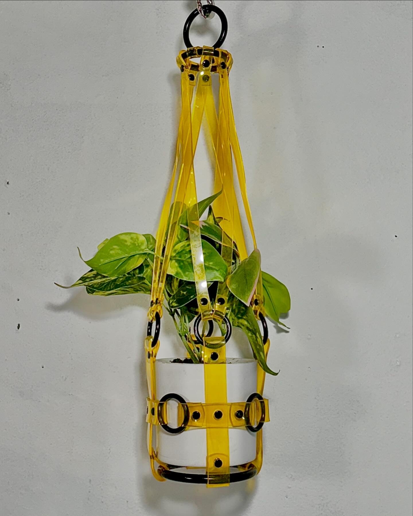 Little  Bitch 4" Vegan Plant Hanger