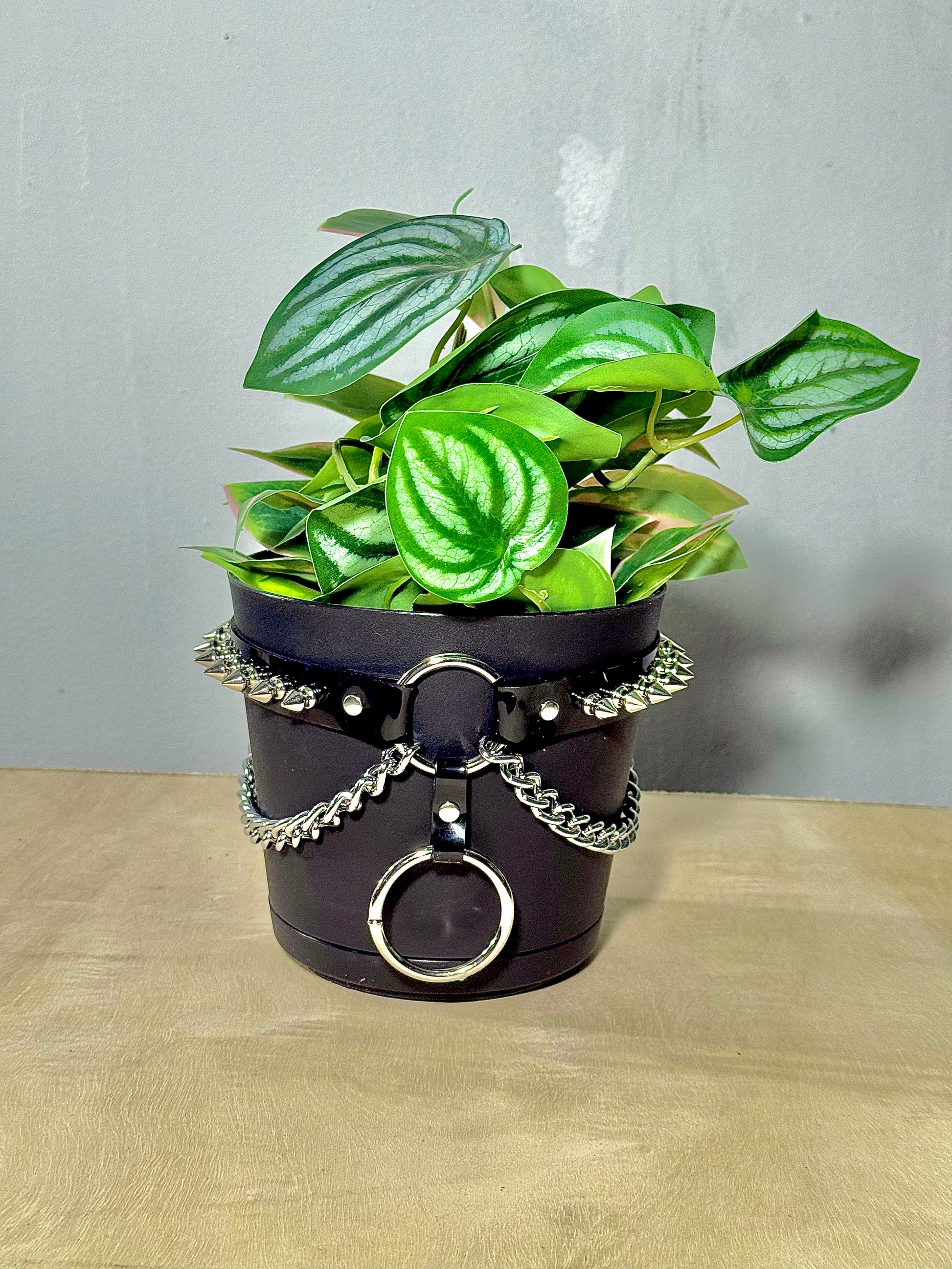 harness plant hanger 6" Vegan Pot Harness – Puritan Candy